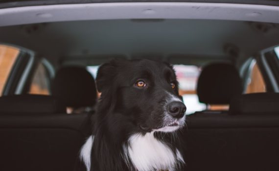 pies w samochodzie
