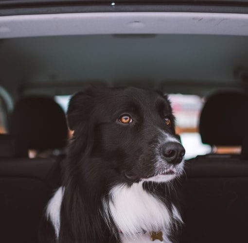 pies w samochodzie